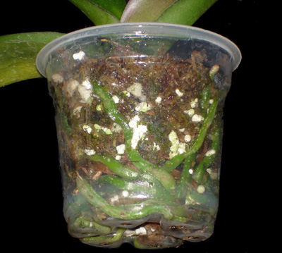 Clear Orchid Pots promote healthy roots